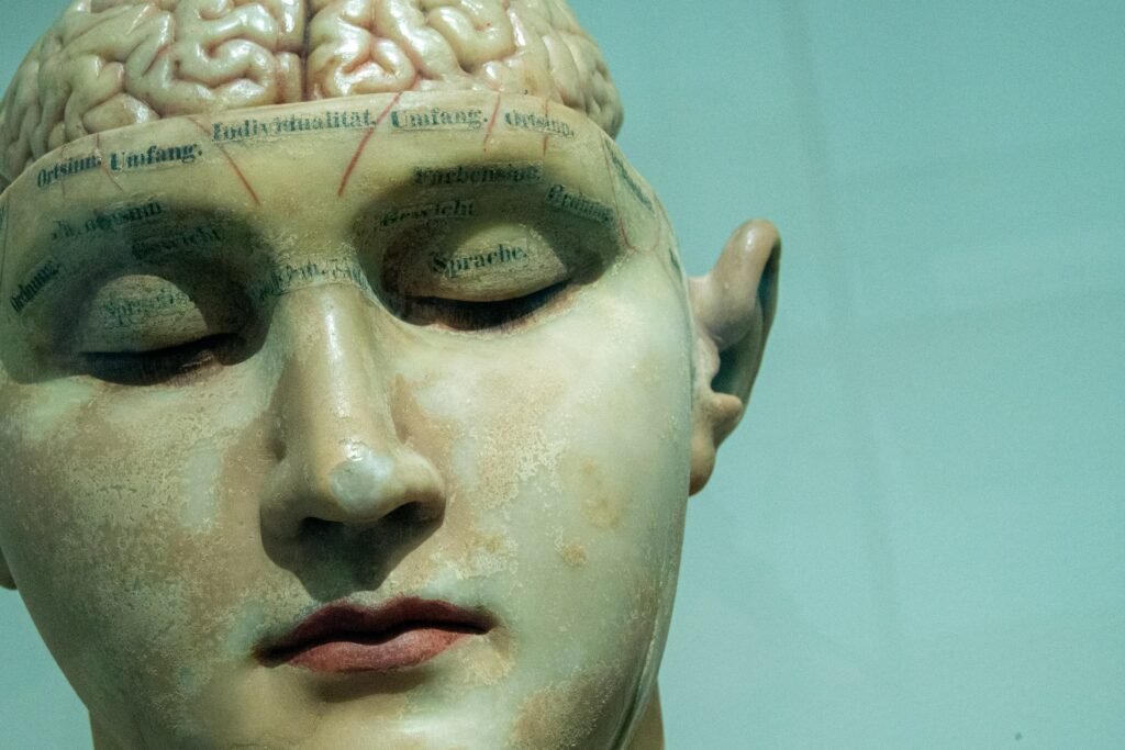 un modelo con el cerebro humano - Técnicas de memoria para estudiar